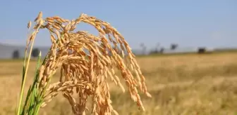 Silifke'de Çeltik Hasadı Başladı