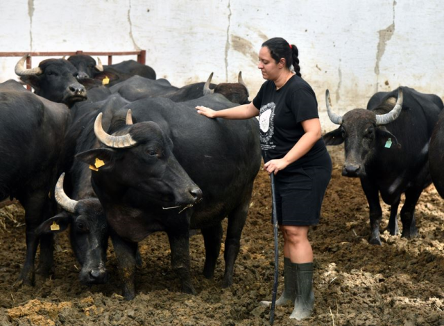 Pelin Barlas: Established a Buffalo Farm After Becoming Unemployed