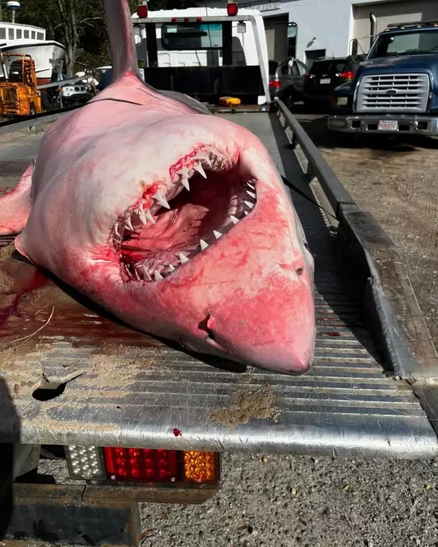 White Shark Washed Ashore in Massachusetts Removed