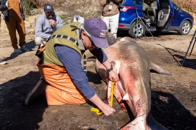 White Shark Washed Ashore in Massachusetts Removed