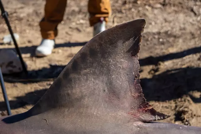 White Shark Washed Ashore in Massachusetts Removed