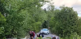 Adana'da Rüzgar Ağaçları Devrildi, Yol Kapandı