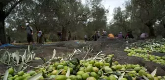 Balıkesir'de Zeytin Hasadı Tüm Hızıyla Sürüyor