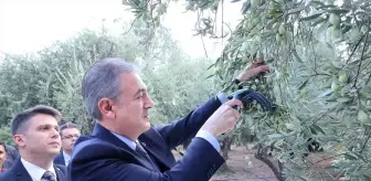 Mardin Valisi Akkoyun, Derik'te Zeytin Hasadına Katıldı