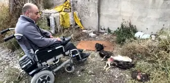 Başıboş Köpekler Yüksekova'da Tavukları Telef Etti