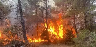 Çanakkale'de Orman Yangını: Müdahale Devam Ediyor