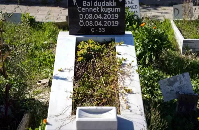 The same question is asked by those who see the cemetery near the hospital mentioned in the investigation: Were they victims of a gang?