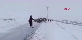 Trabzon'da Yoğun Kar Yağışı, Çoban ve Koyunlarını Mahsur Bıraktı