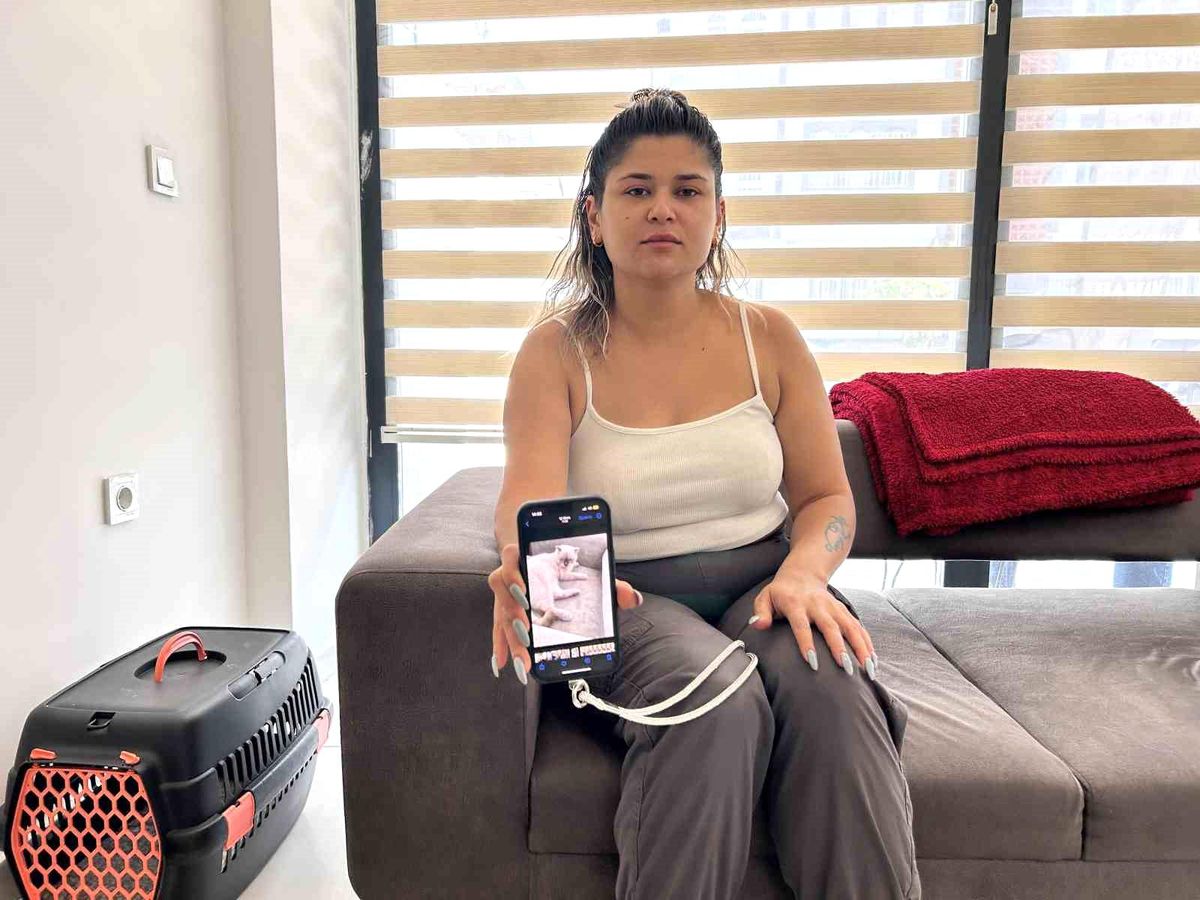 Kayıp Kediye 2 Bin TL Ödül