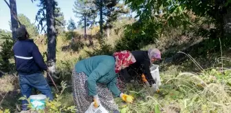 Simav'da Coğrafi İşaretli Kestane Hasadı Başladı