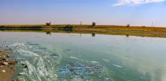 Diyarbakır'daki Kuş Cenneti Kuruma Tehlikesiyle Karşı Karşıya