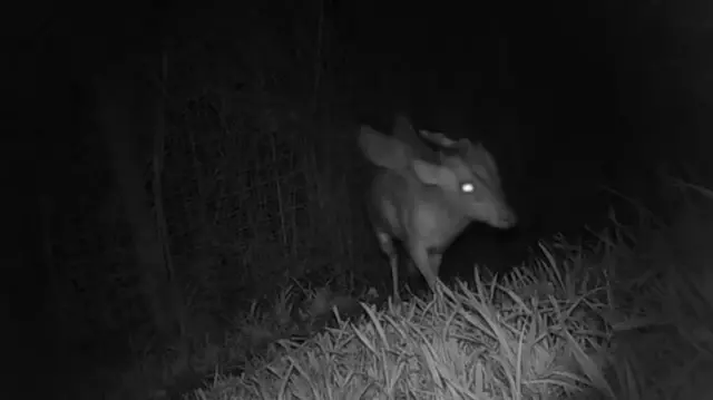 A mysterious creature that surprised scientists has been discovered at the Bristol Zoo in England.