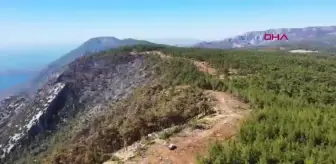 Muğla'daki Orman Yangınlarına Büyükşehir Belediyesi Müdahale Etti