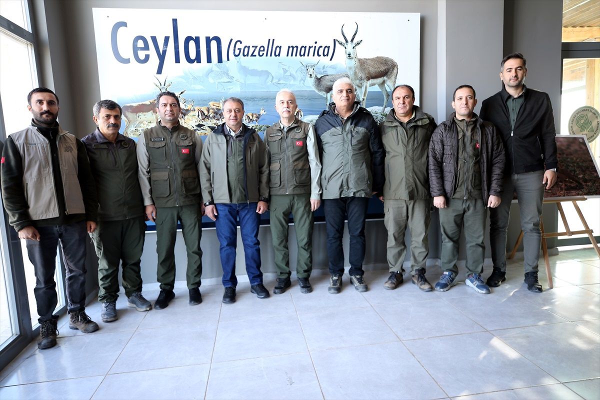 Şanlıurfa'da 30 Ceylan Doğaya Bırakıldı