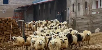 Van'daki Deprem Yaraları, Devlet Desteğiyle Sarıldı