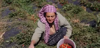 Hüyük Çileği Hasadı İçin Üreticilerin Telaşı Sürüyor