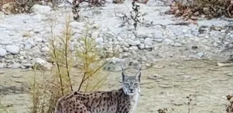 Malatya'da Nesli Tehlike Altındaki Vaşaklar Görüntülendi