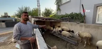 Polis, Depremzedenin Çalınan Koyunlarını Buldu