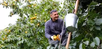 Cennet Hurması, Amasya'nın Ekonomik Can Simidi Oldu