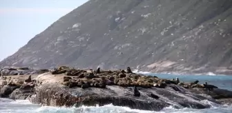 Cape Kürklü Foklarda Görülen Kuduz Salgını Tarihi Bir İlk