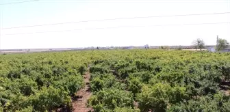 Kilis'te Hicaz Narı Hasadı Devam Ediyor