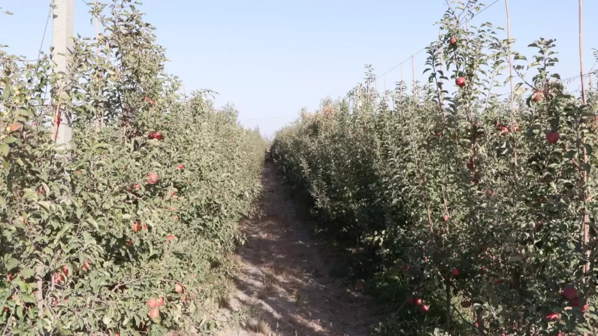 Çin'in Aksu Şehrinde Elma Üretiminde Rekor Artış