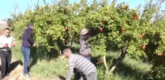 Gaziantep'te Çiftçiler Nar Hasadına Hazırlanıyor