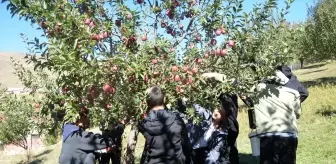 Yüksekova'da Tarım Sınıfı Öğrencileri Elma Hasadına Katıldı