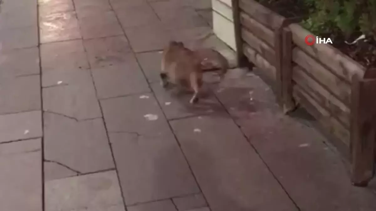 Kedinin Farenin Peşindeki Eğlenceli Anları