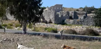 Patara Antik Kenti'nde Hayvanların Yürüyüş Yollarına Zarar Vermesi Üzerine Kamulaştırma Çalışmaları Başladı