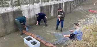 Niksar'da 3 Bin Balık Yavrusu Kurtarıldı