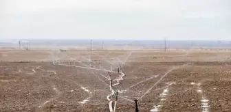 Aksaray'da Arpa Tohumu Ekimi Başladı