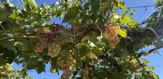 Antik Bağcılık Kültürü Denizli'de Yaşatılıyor