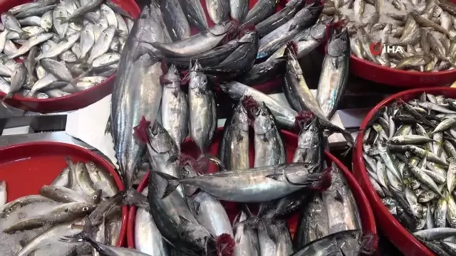 Concerns Increase in Anchovy Fishing