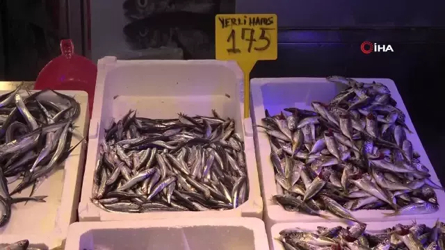 Concerns Increase in Anchovy Fishing