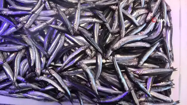 Concerns Increase in Anchovy Fishing