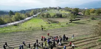 Karabük'te dünyanın en pahalı baharatı Safranın hasadına başlandı