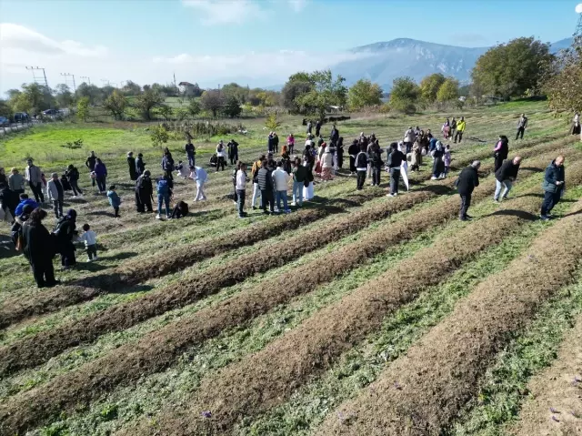 Harvest has begun for the world's most expensive spice