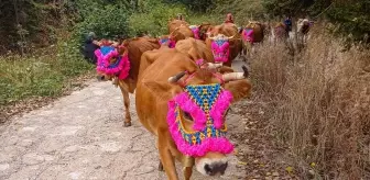 Yayla Göçü Gelenekleri Yaşatılıyor