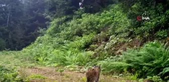 Ayı ve Vaşak Fotokapana Takıldı