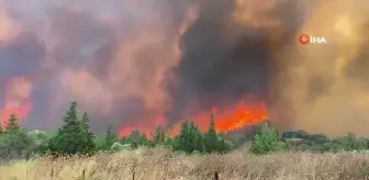 Çanakkale'de Orman Yangınlarıyla Yıkıcı Kayıplar