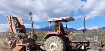 Çorum'da Şeker Pancarında Hasat Başladı