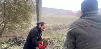 Polis Yaralı Atmacayı Kurtardı