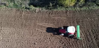 Kastamonu'da Siyez Buğdayı Ekimi Başladı