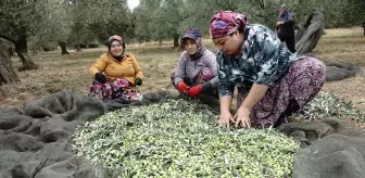 Zeytin Üreticileri Yağmur Bekliyor