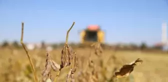 Diyarbakır'da Soya Üretimi Üç Kat Artarak 33 Bin Dekara Ulaştı