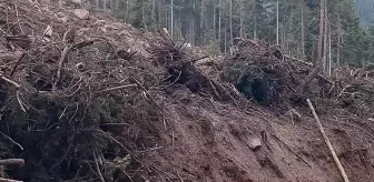 Artvin'de Turizm Sezonu Sonrası Ağaç Kesimi Endişesi