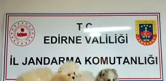 Edirne'de Yasa Dışı Yolla Getirilen 5 Pomeranian Köpek Ele Geçirildi