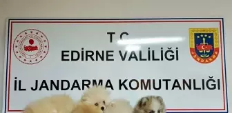 Edirne'de Yasa Dışı Yolda Getirilen 5 Pomeranian Köpek Ele Geçirildi