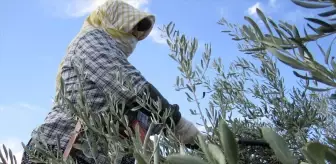 Kale'de Gölbaşı Karagöl Zeytin Kültür ve Sanat Festivali Başlıyor